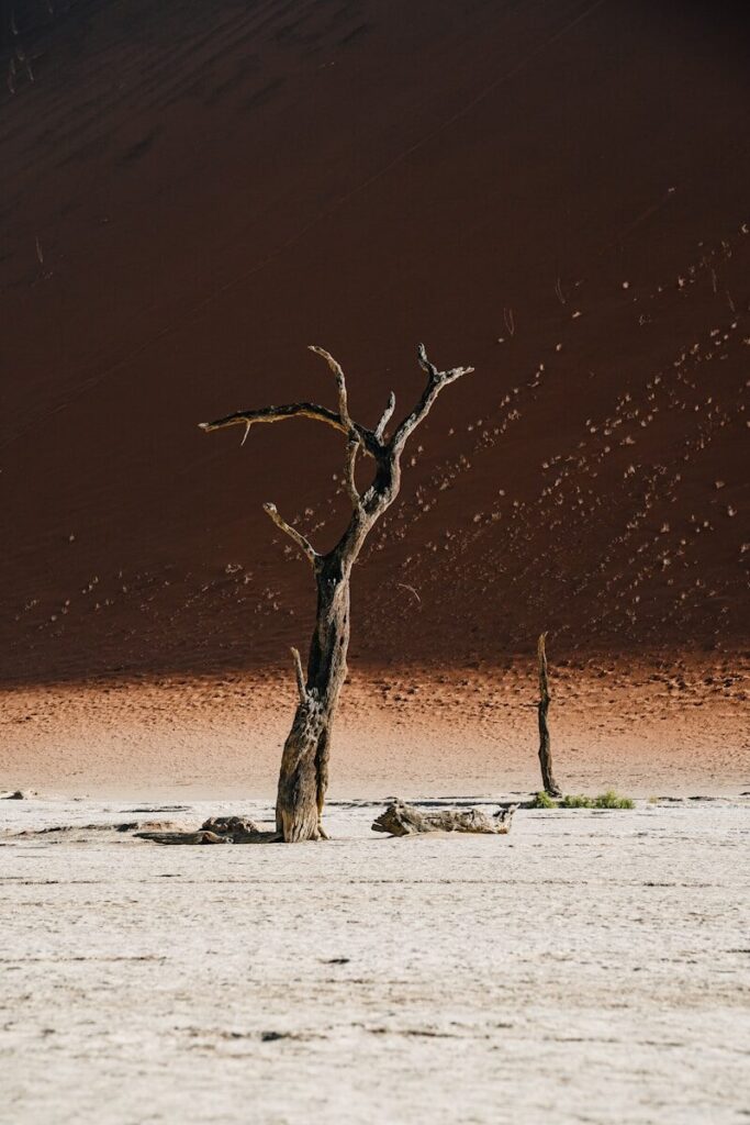 Dead trees in a dry desert landscape